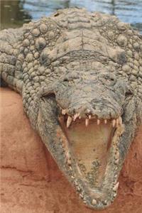Caiman - Dwarf Crocodile Journal