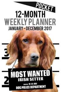 2017 Pocket Weekly Planner - Most Wanted Irish Setter