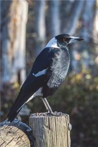 Magpie Shrike Bird Journal