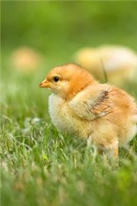 An Adorable Little Yellow Baby Chick in the Spring Grass Journal