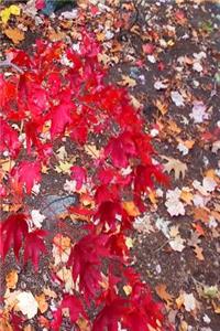 Journal Fall Foliage Red Japanese Maple Leaves