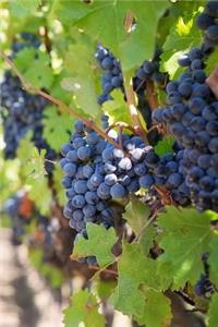 Ripe Purple Grapes on the Vine in a Vineyard Journal
