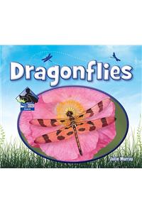 Dragonflies