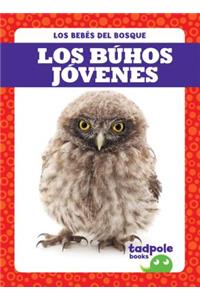 Los Buhos Jovenes (Owlets)