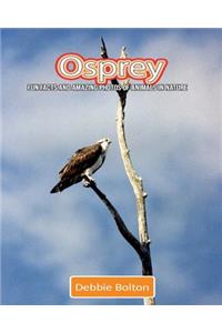 Osprey: Fun Facts and Amazing Photos of Animals in Nature