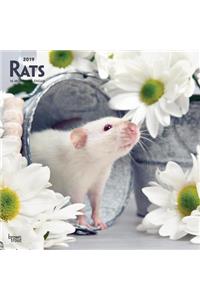 Rats 2019 Square Wall Calendar