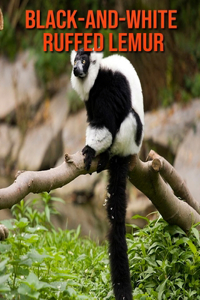 Black-and-White Ruffed Lemur