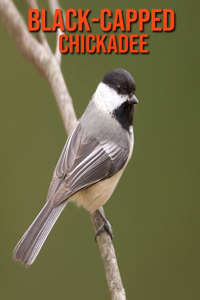 Black-Capped Chickadee: Fun Learning Facts About Black-Capped Chickadee