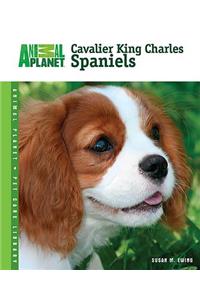 Cavalier King Charles Spaniels