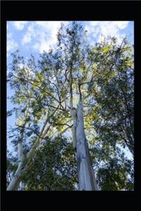 Massive Eucalyptus Tree in Australia Journal