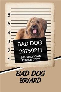 Bad Dog Briard