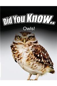 Owls