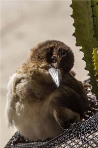 Pied Butcherbird Animal Journal
