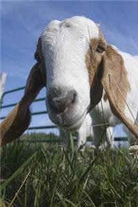 Hi There! Domestic Goat Portrait Journal