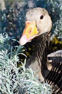 Hello, Cute Greylag Goose Journal