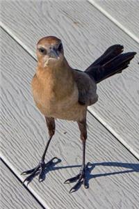 Charming Female Grackle Says Hello Bird Nature Journal