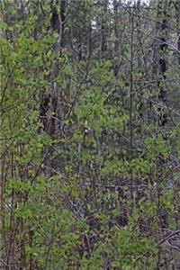 Journal Forest First Spring Leaves