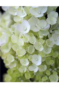 Hydrangea