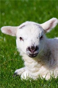 Precious Little Lamb Portrait Journal