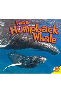 Humpback Whale