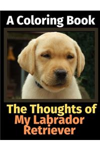 Thoughts of My Labrador Retriever