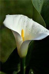 calla