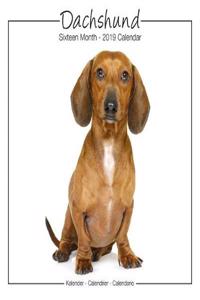 Dachshund Studio Calendar 2019