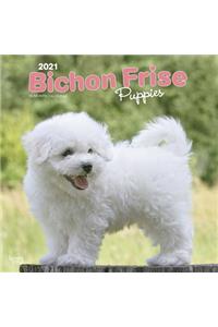 Bichon Frise Puppies 2021 Square