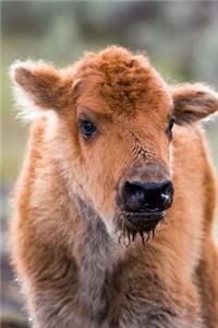 Baby Buffalo Calf Portrait Journal