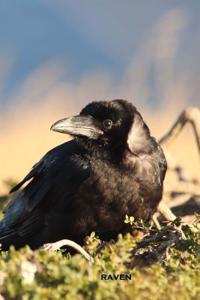 Raven