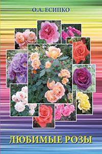 Favorite rose