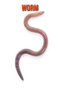 Worm