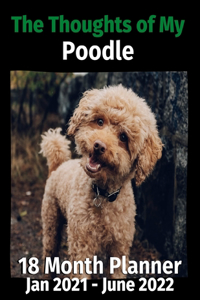 Thoughts of My Poodle
