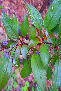 School Composition Book Fruit Tree Berries