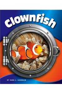 Clownfish