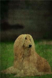 Afghan Hound