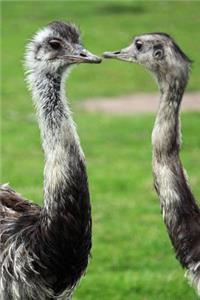 A Pair of Ostriches Flightless Bird Journal