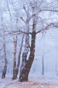 Winter Forest Journal