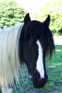 Lovely Piebald Black & White Horse Portrait Journal