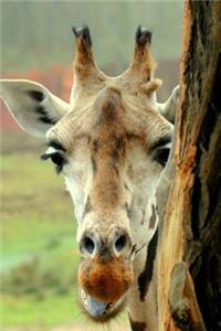 Sweet African Giraffe Close Up Portrait Journal