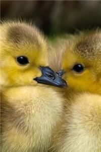 Two Precious Baby Ducklings in the Grass Journal