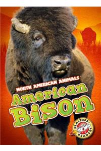 American Bison