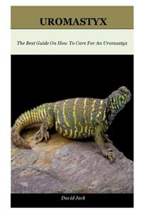 Uromastyx