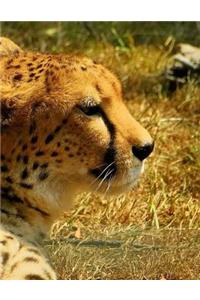 Cheetah Big Cat Cheetahs Africa African Animals Safari Travel Cats Notebook