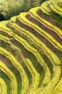 A Rice Field Terrace in Thailand Journal