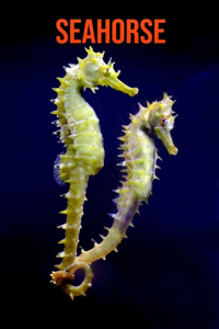 Seahorse