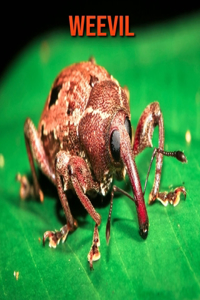 Weevil