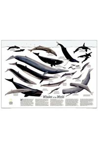 Whales Of The World, Tubed