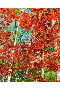 School Composition Book Springtime Japanese Maple Tree