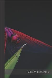 Rainbow Dragonfly